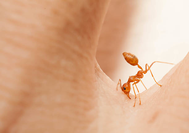 istock Angry ant attack enemy by bite and spray citric acid 533442627