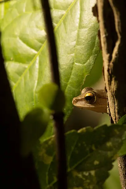 Photo of The brown frog.