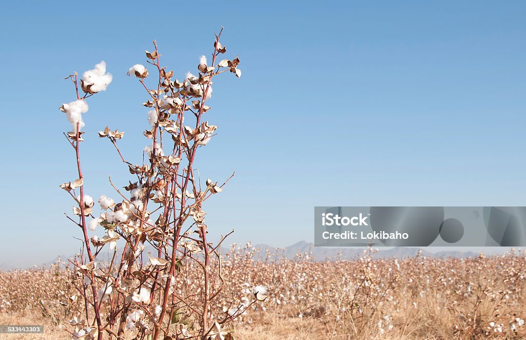 Baumwoll-Landschaft - Lizenzfrei 2015 Stock-Foto