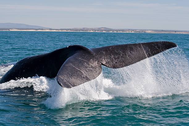 istock Tail of a southern right whale 533443536