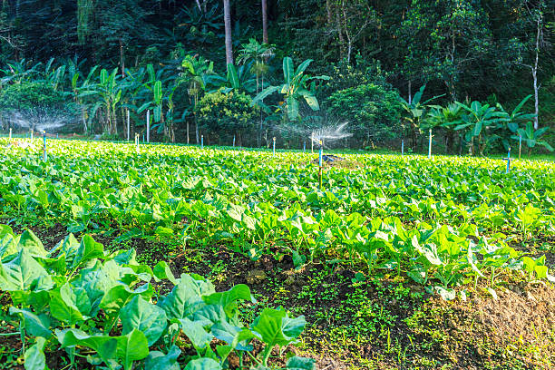 istock Kale vegetable garden plant 533443811