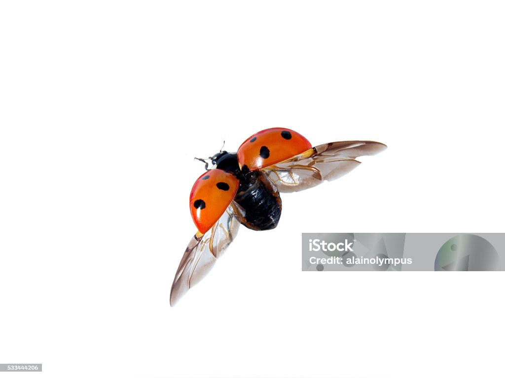 useful insect ladybug in flight Ladybug Stock Photo