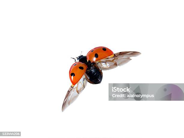 Useful Insect Stock Photo - Download Image Now - Ladybug, Flying, White Background
