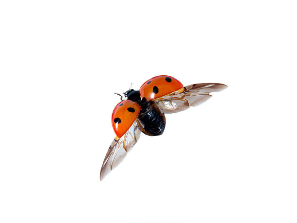 útil de insetos - ladybug insect white isolated - fotografias e filmes do acervo