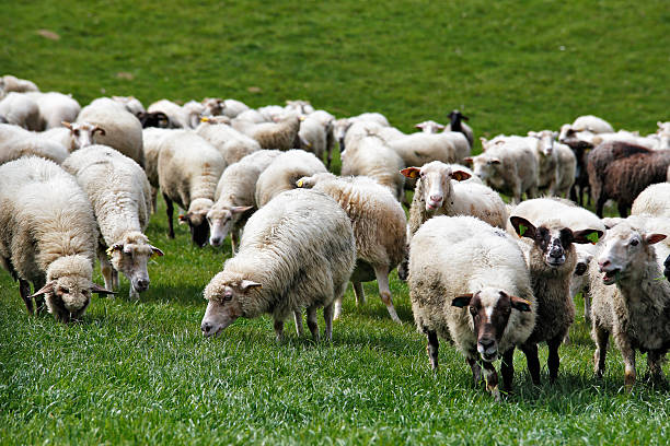 istock Sheep herd in a green meadow. Spring fields and meadows 533444390