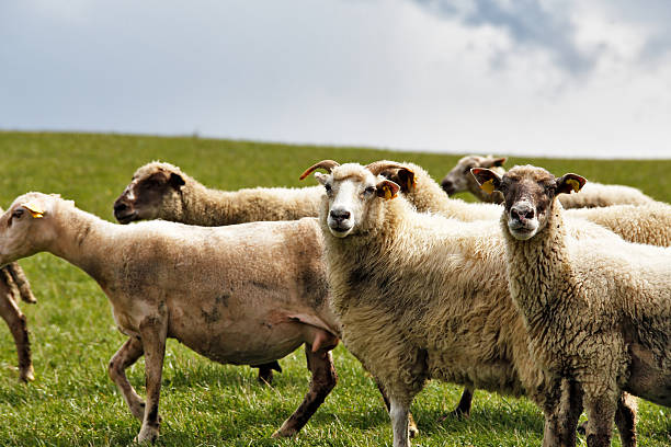 istock Sheep herd in a green meadow. Spring fields and meadows 533444982