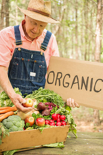 tercera edad, de sexo masculino de granja cosecha vegetales orgánicos. - radish vegetable farmers market gardening fotografías e imágenes de stock