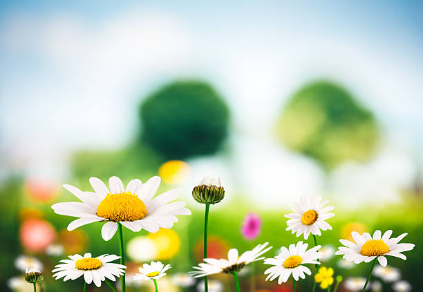 meadow の花 - daisy marguerite flower grass ストックフォトと画像