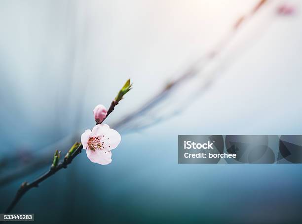 Photo libre de droit de Cerises Fraîches Papilles banque d'images et plus d'images libres de droit de Fleur - Flore - Fleur - Flore, Bouton de fleur, Zen