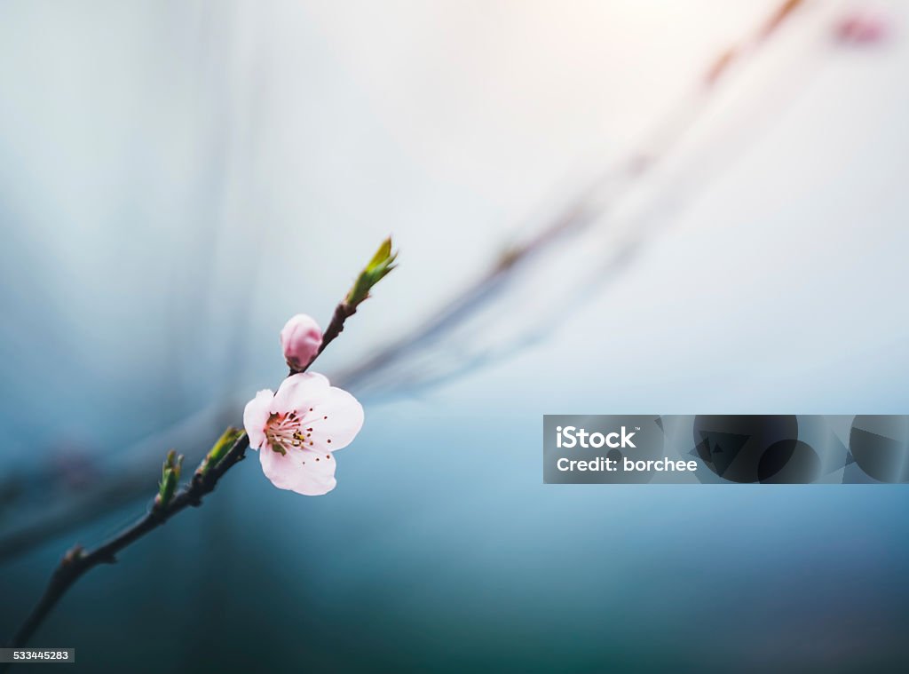 Ciliegia fresca Buds - Foto stock royalty-free di Fiore