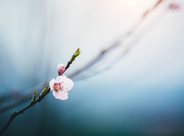 ciliegia fresca buds - vibrant color horizontal japan branch foto e immagini stock