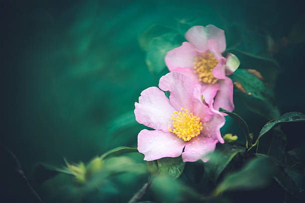 rosa-canina - berry fruit pink vibrant color leaf - fotografias e filmes do acervo