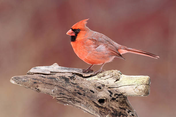 istock Male Northern Cardinal On A Perch 533445689