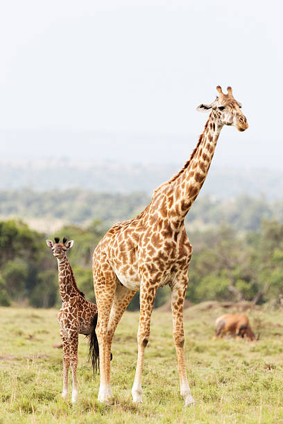 istock Giraffe mother with its little cub 533445923