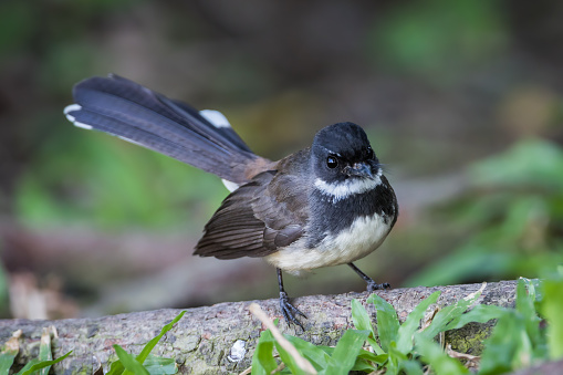 Close up of Malaysian Pied Fantail(Rhipidura javanica)  in nature in Thailand