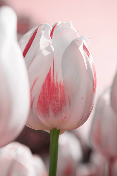 white Tulip closeup stock photo