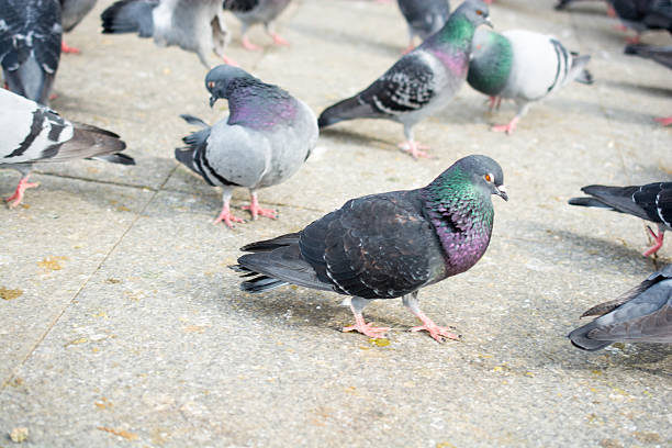 istock Pigeons in street 533447602