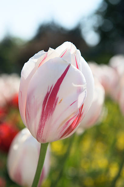 white Tulip closeup stock photo