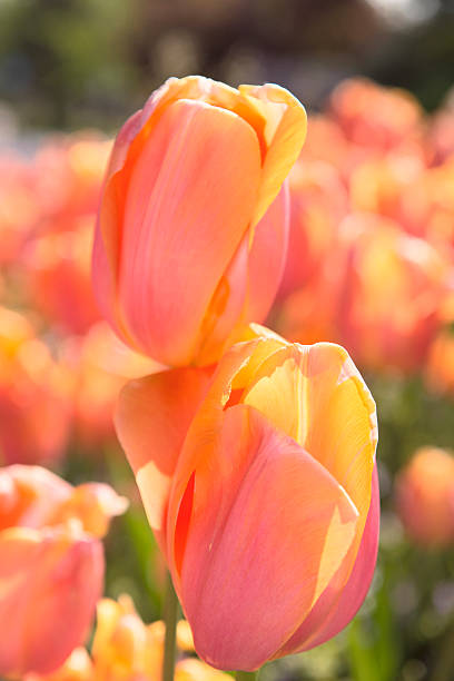 pink Tulip close-up stock photo