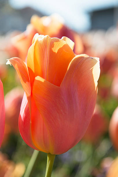 pink Tulip close-up stock photo