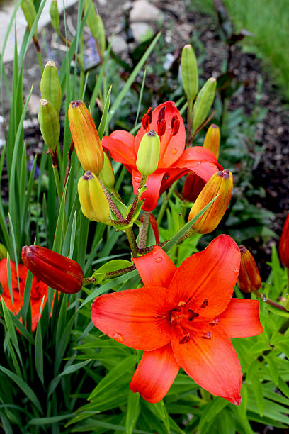 pomarańczowy daylily  - filiment zdjęcia i obrazy z banku zdjęć