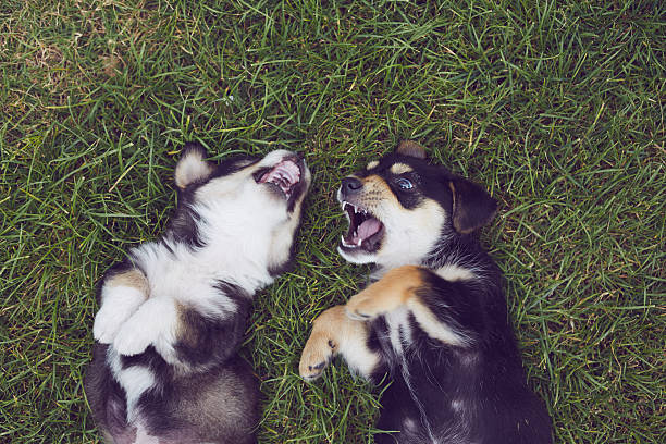 istock Group of Puppy Labrador Playing 533448428