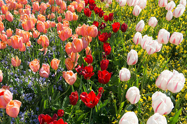 flowerbed of tulips stock photo