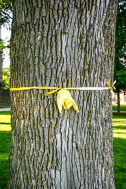 istock Yellow ribbon tied round an old oak tree 533448570