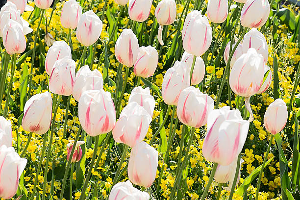 flowerbed of white tulips stock photo