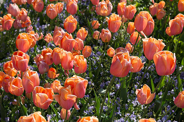 flower bed of pink tulips stock photo