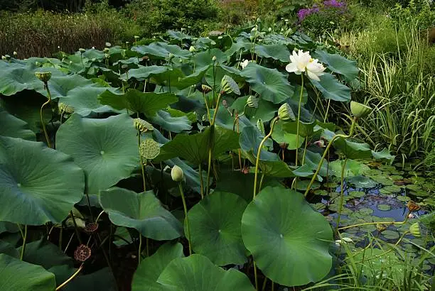 panorama,yellow,lily pads,seed pods,serene,lotus flower
