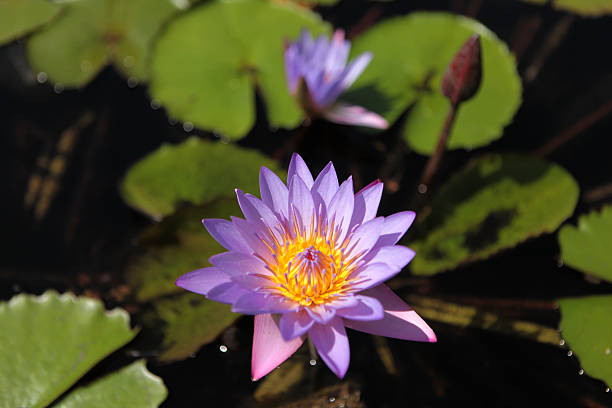 istock Water Lily in park 533449002