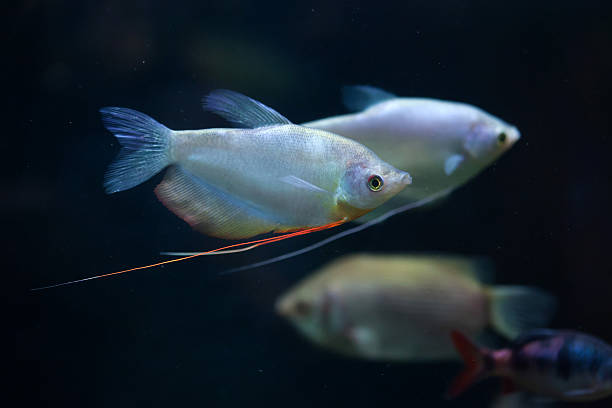 istock Moonlight gourami (Trichopodus microlepis), also known as the mo 533449022