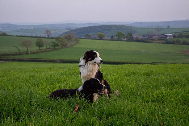 istock Sheepdogs in field 533449732