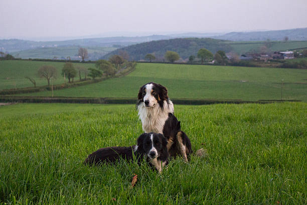 istock Sheepdogs sitting in field 533449912