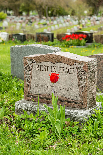 istock Headstone in a cemetery with one red tulip 533450298