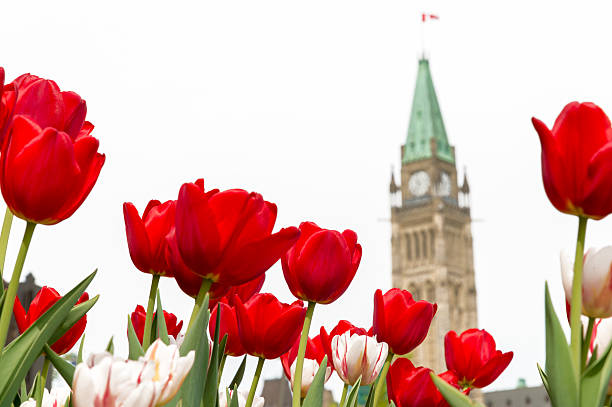 edificio del parlamento en ottawa durante el festival de tulipán de ottawa - ottawa tulip festival fotografías e imágenes de stock