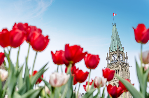 The Peace Tower of the Parliament of Canada with red blurred tulips in the foreground, in Ottawa, during Canadian Tulip Festival (2016)