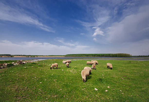 istock Flock of sheep at pasture, Danube river, Serbia 533451166