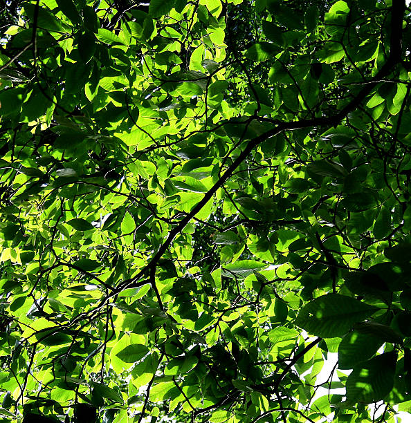 Photo of Green foliage