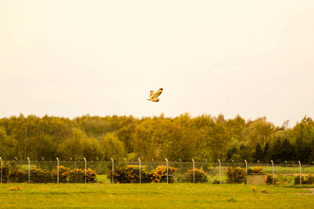 istock Airport Wildlife 533451626