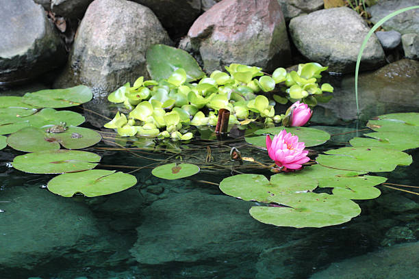 lily pad pond - filiment zdjęcia i obrazy z banku zdjęć