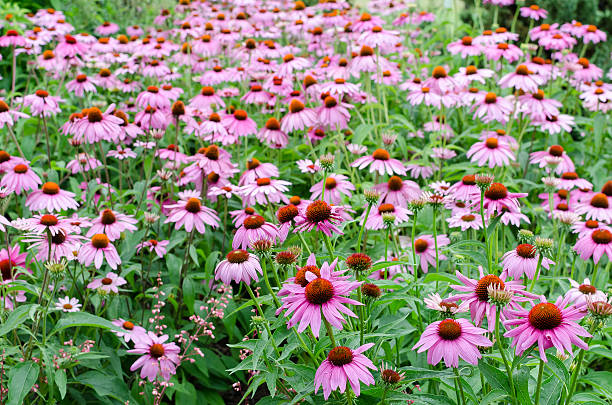 istock Field of Purple Coneflowers 533453192