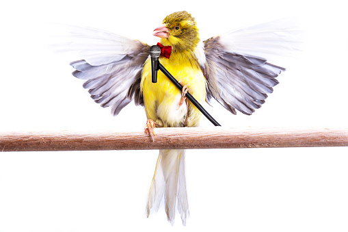 Canary with microphone singing on a stick , white background