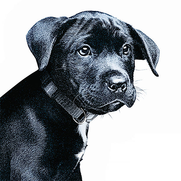 illustrazioni stock, clip art, cartoni animati e icone di tendenza di vettoriale ritratto di una graziosa nero cucciolo - dog black labrador retriever animal nose