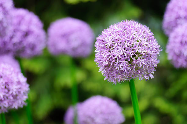 allium gigante morada flores en un jardín - allium flower fotografías e imágenes de stock