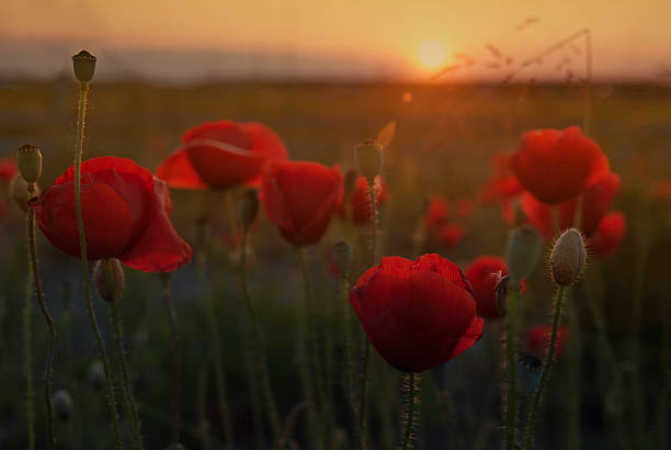 fiore di papavero al tramonto - perfection horizon over land season horizon foto e immagini stock