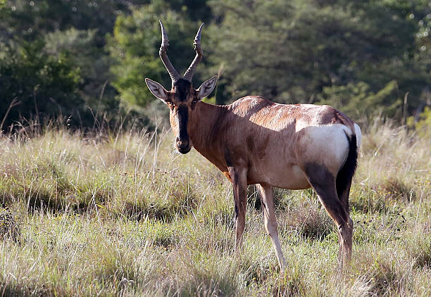 istock Wild African Red Hartebeest Buck 533455578