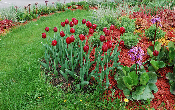 istock Ornamental plants for landscaping. 533455834