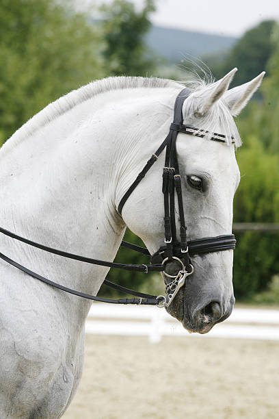 fotografia da cabeça de um cavalo de corrida de cavalos puro-sangue, com belas requintes você - leather harness - fotografias e filmes do acervo